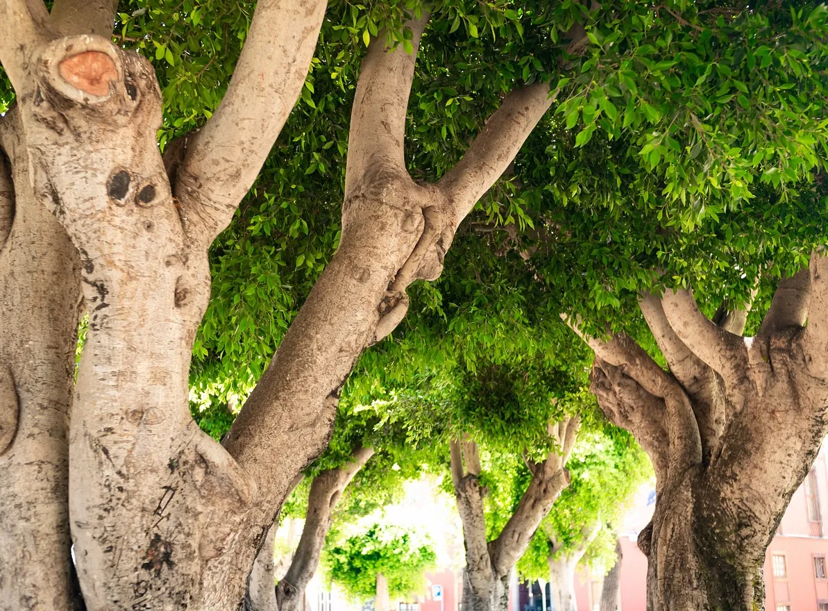 arboles en jardin